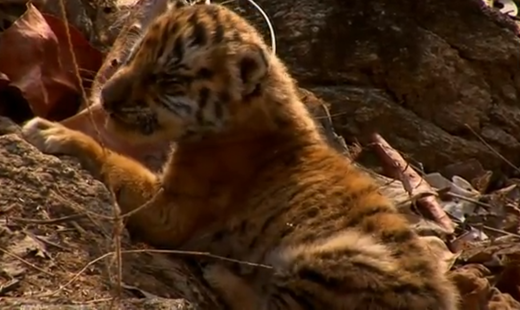 BBC Earth, Unika bilder, Tigerungar, Elefanter, VideoExtra